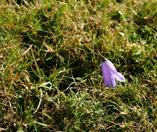 Campanula scheuchzeri / Campanula di Scheuchzer